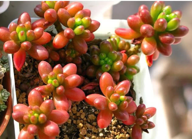 原生长|3种多肉漂亮又好养,扔盆里不用管都能长爆盆,懒人新手都能养好