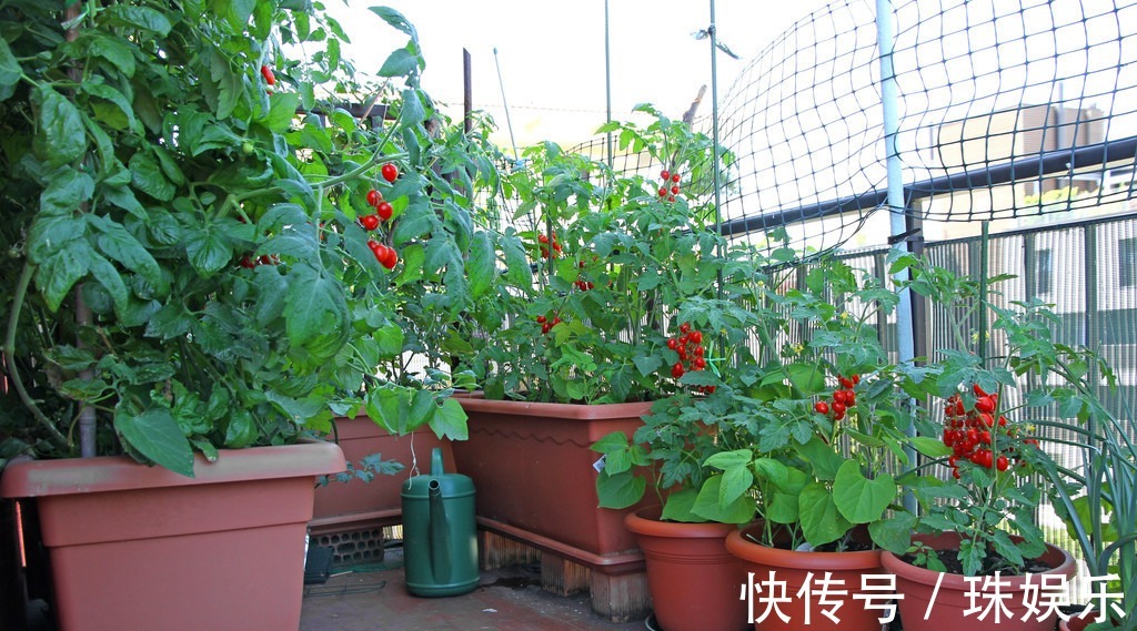 阳台别只种花草,试试种盆栽果树,养护简单易结果,想吃随手摘