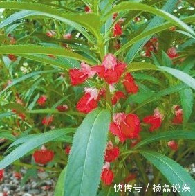 风湿|专家路边的野花,能祛风湿,解毒,活血止痛,远离妇科疾病