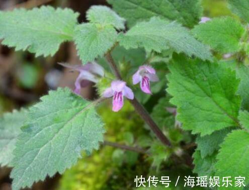 泡菜凉拌|这野草人称“草石蚕”,以前被人瞧不起,现在泡菜凉拌都不错
