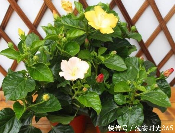 比香水还要香的6种花,栽在阳台上,满屋子都飘香,美极了!