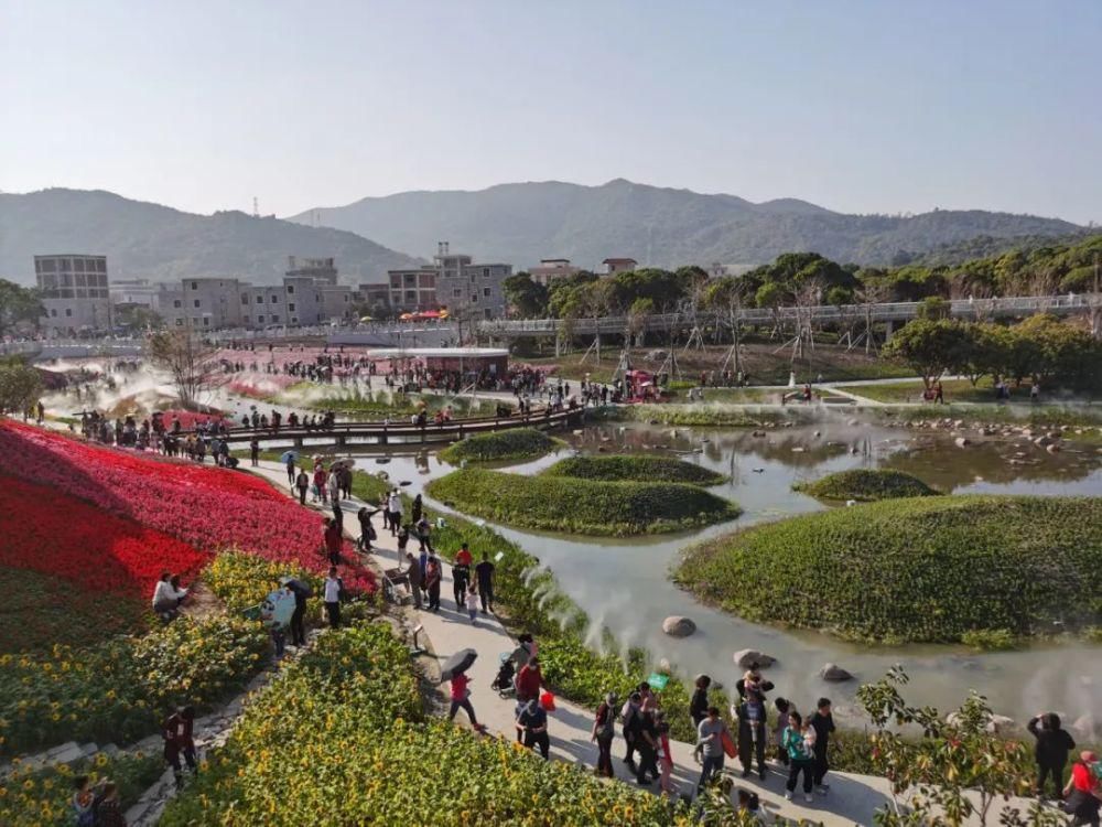 花海|火了!金湾这条村太受欢迎!