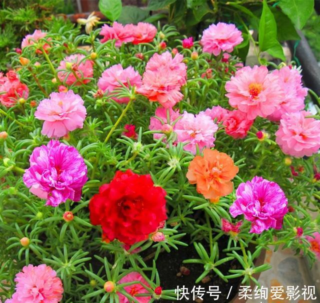 天竺葵|阳台适合养的“6种花”,花色丰富,花期长,一直赏花六个月