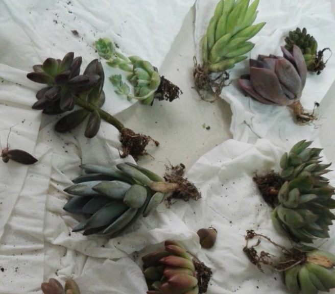 服盆|新买的多肉,旱它10天不浇水,反而长得特别胖!