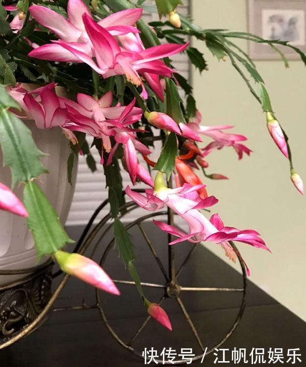 蟹爪兰叶片软趴趴怎么办从3方面对症处理，冬春花开爆满盆