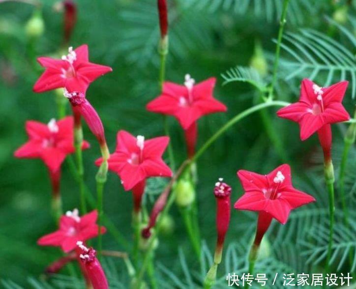 家养4种花,花期长,花色艳丽,赏心悦目,你喜欢哪一种?