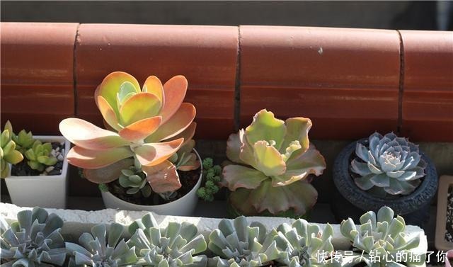 唐印,从菜到萌,从一到多!