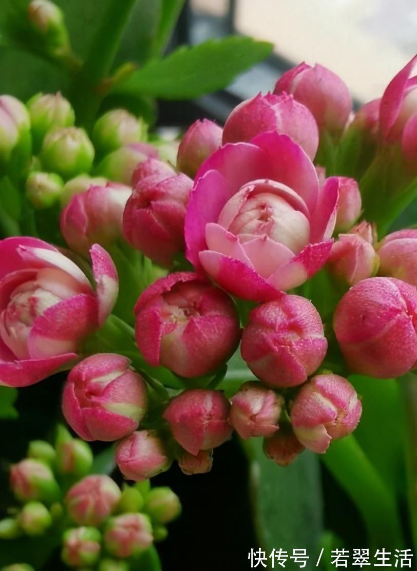 绿萝|养花就得学会“捂”,用塑料袋捂一捂,冒出满盆花苞