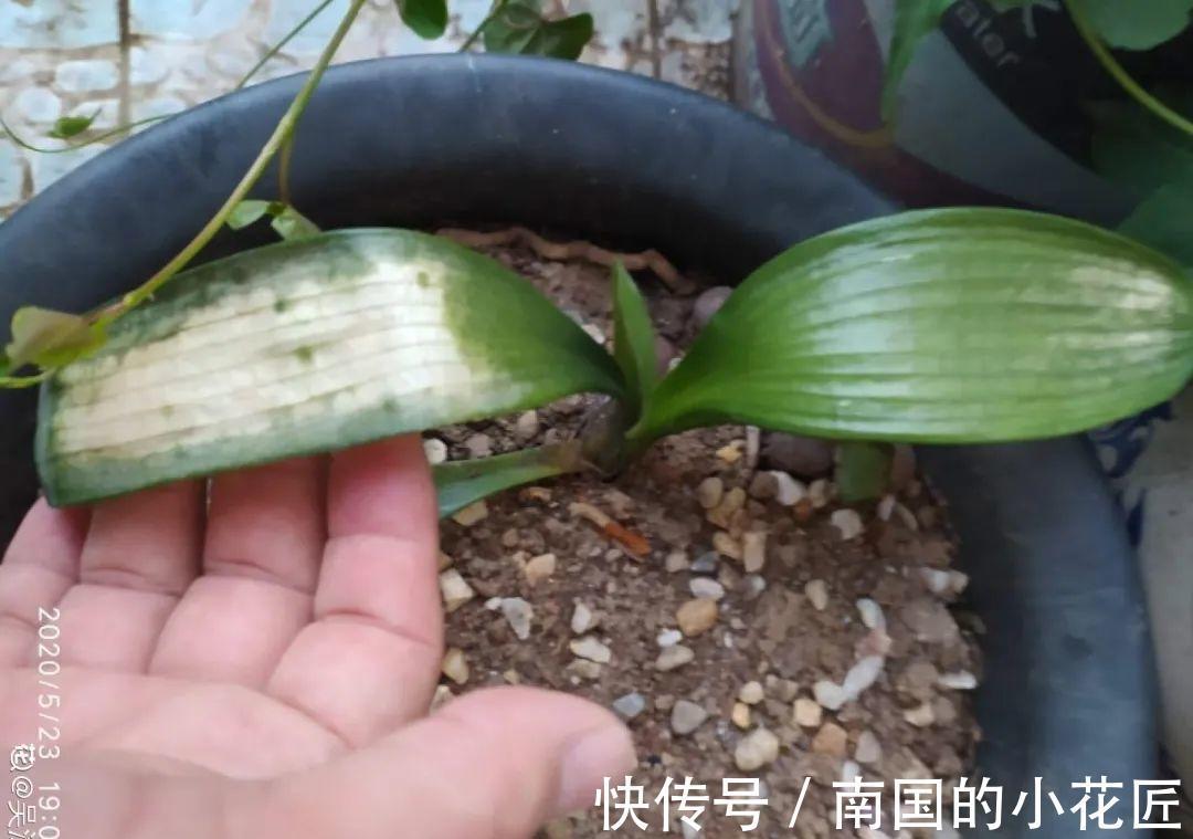 叶片|夏天怕晒的花,赶紧搬到阴凉地儿,再晒成枯杆了