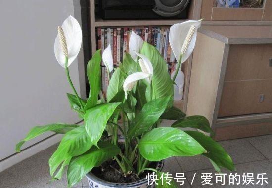 农历十一月大雪过后,养什么花?家里养3种花,一生幸福平安喜乐