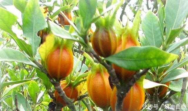 晚上易失眠多梦？用此物泡水，睡前来一杯，告别失眠，远离黑眼圈