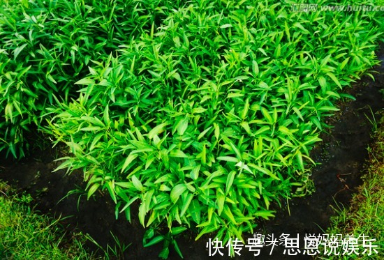 长寿菜|爱吃野菜的女人最美丽,这几种野菜可美容养颜、清热解毒、还减肥
