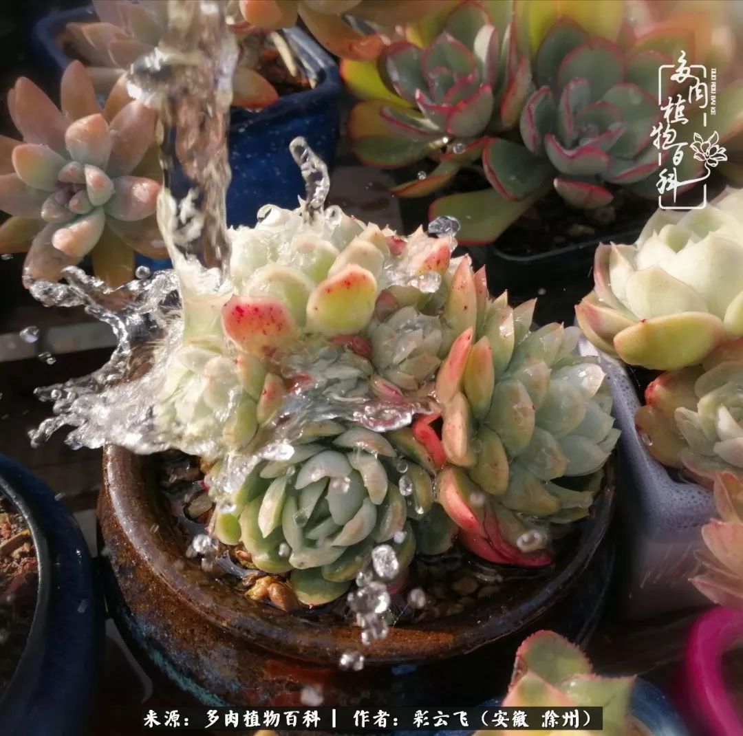 浇水后的多肉,照片秒变“照骗”!却被“骗”得很开心!