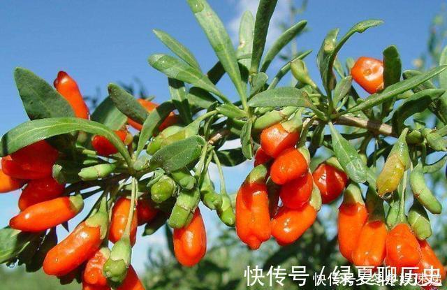 光照|不会养花,就养这2种绿植,好养能吃花芳香,两年长成盆景
