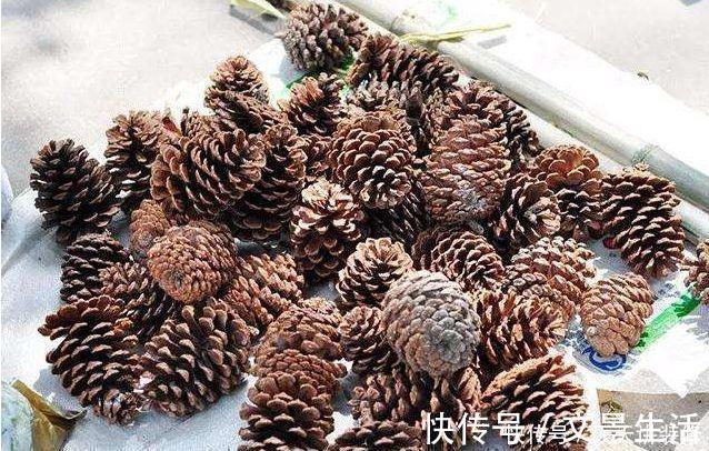 户外捡3种东西,养花肥沃、透气,1-2年不施肥,花卉轻松爆盆