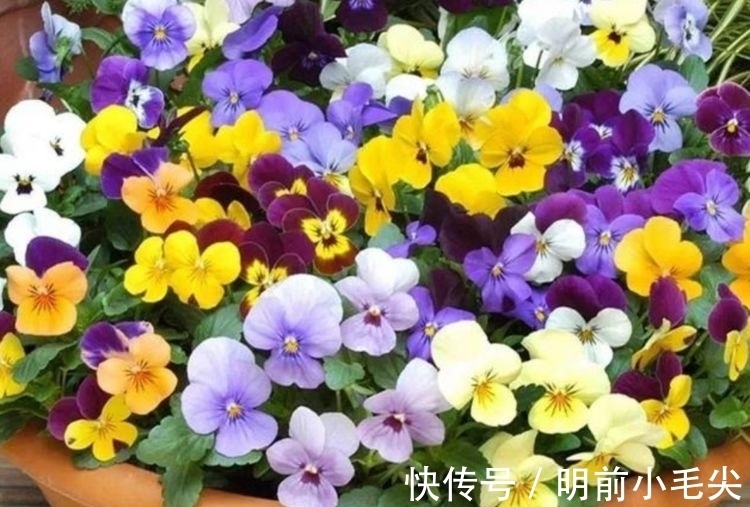 春天就养4种花,越晒越开花,一开就是200天,快养起来吧!