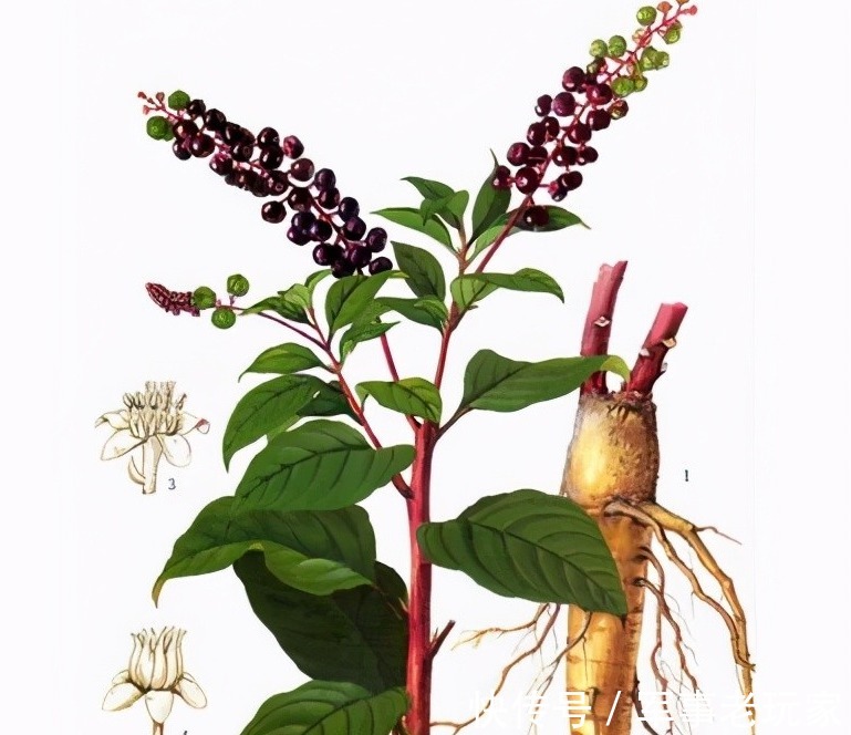 苦寒性|每日一中药,商陆