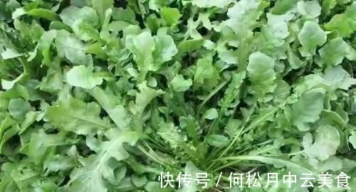 江南人|60种常见野菜，高清大图，收集全了真不容易！