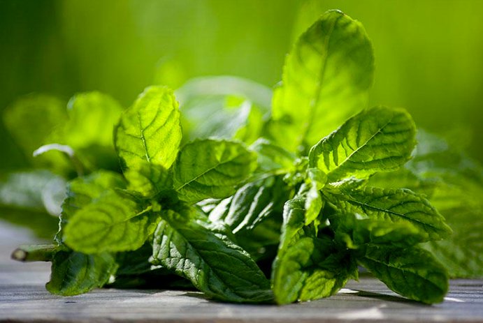 食疗|这种草药不仅气味清新更是夏日食疗佳品！