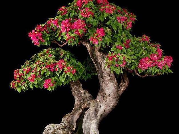 三角梅出现不开花,用1“小技巧”,开花多,天天有花赏!