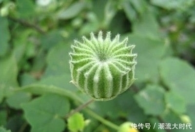 苘麻子|农民叫“磨盘草”,全身都是“宝”,还能用来榨油,100元一斤