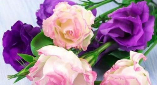 最受欢迎的4种花,花朵硕大、优美高贵,养在家里上档次!