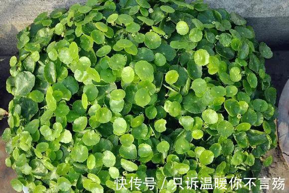 钱多多|养花技巧铜钱草养在这,7天就爆盆,叶子长成巴掌大!