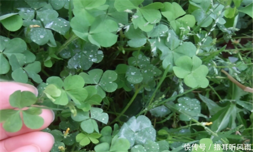 女性不愿老太快，要学会吃3种食物，排毒养颜，淡化色斑，抗衰老