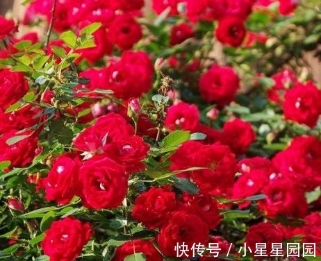 农历十一月大雪过后,养什么花?家里养3种花,顺心如意富贵吉祥