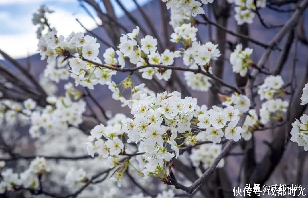 老年|离成都最近的梨花园盛开了 赏花休闲不错过