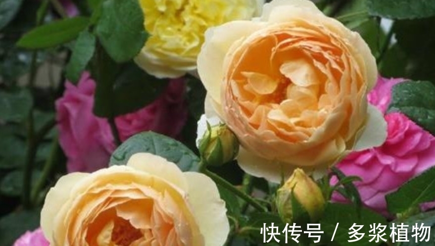 比“香水”还香的4种花,养1盆满屋飘香,美不胜收,你养了吗
