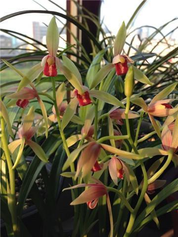 玉米全身是宝,用来养兰花,根系雪白粗壮,抽芽多,开花盛!