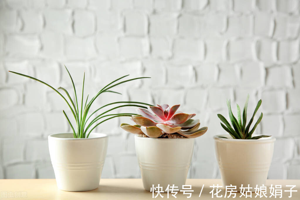 旺盛|想要养好花，记住这3个口诀，照着养，盆盆旺盛