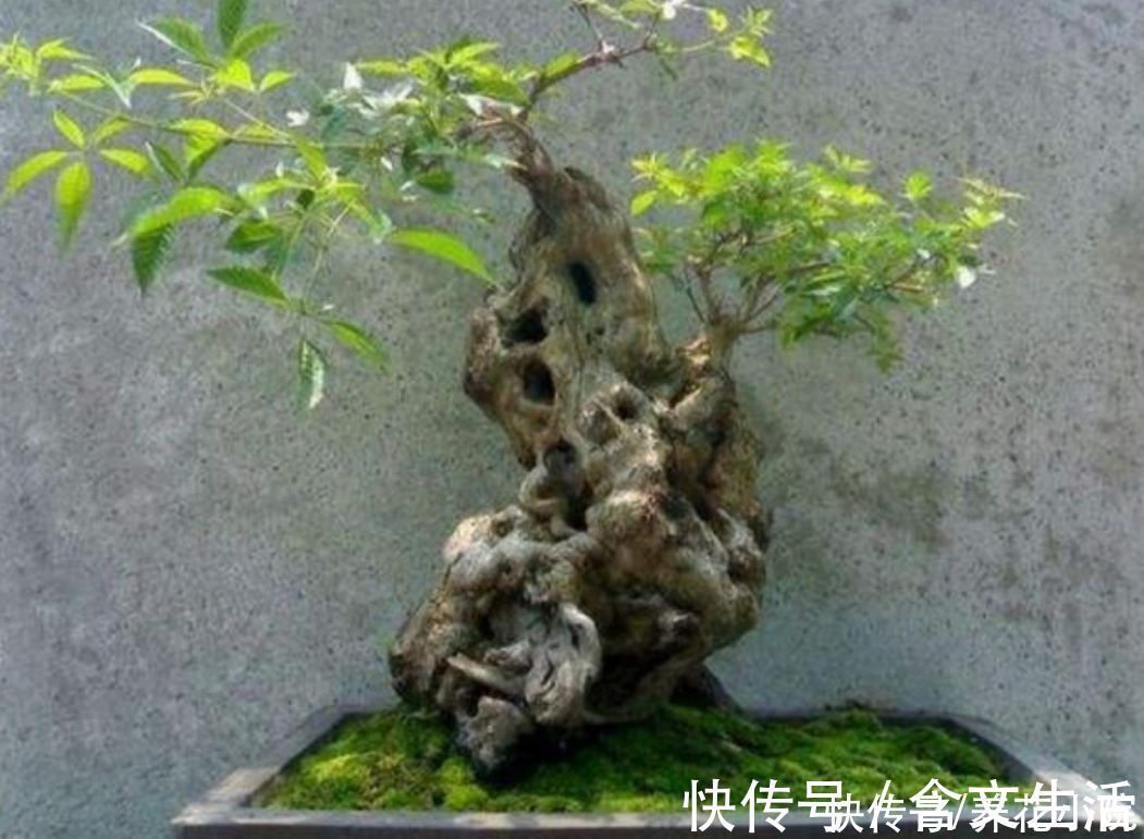 苍劲|盆景不用买,5种常见的树,做成盆景漂亮又美观