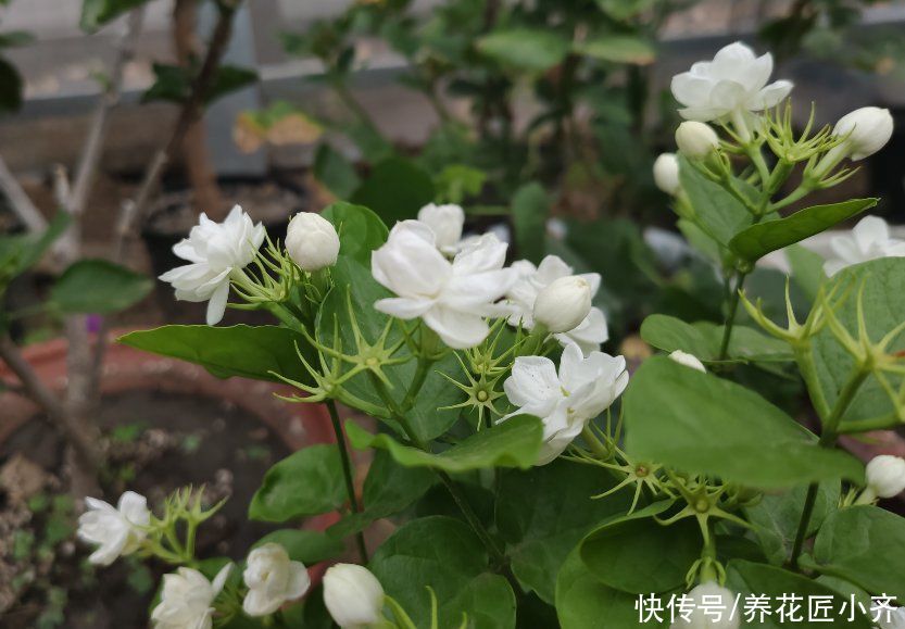 植物|3种植物夏季不需要遮阴，越晒长势越旺盛，多晒才能开花