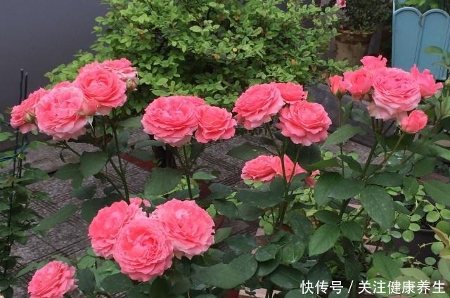 谁说月光族就不配养花这20种月季花月薪3000也能养！