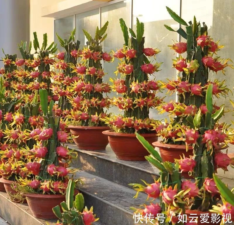 养护|这六种盆栽,能看还能吃,家里养一盆,清雅又别致