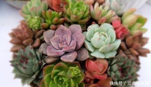 多肉植物怎么养? 多久浇一次水? 适合新手入手的多肉有哪些?