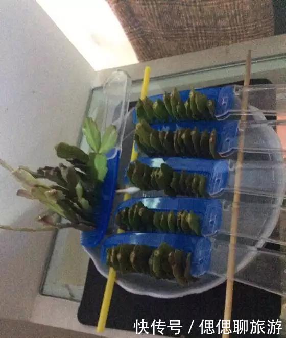 蟹爪兰叶子|蟹爪兰插在梳子上,一次50片,大白根呼呼冒,爆盆太过瘾