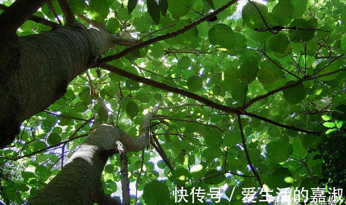 金皮树|认识植物界的“六大毒树”,看到“绕道走”,涨知识不吃亏