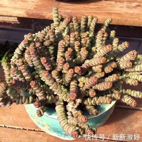 小米星|12款多肉天生就爱凑热闹，爆盆群生是强项，花友：养起来真过瘾