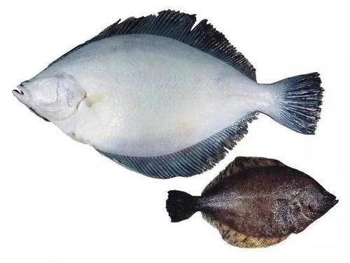 鲽形目鱼类俗称比目鱼 比目鱼的种类很多产量很大 味道也是比较好的 快资讯