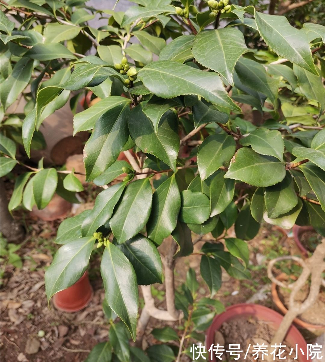 花苞|立秋以后,4种花别再修剪,否则影响正常开花