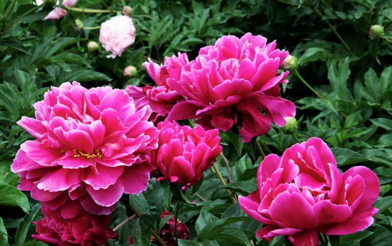 农历九月十八霜降后,养什么花?家里养3种花,福寿安康笑口常开