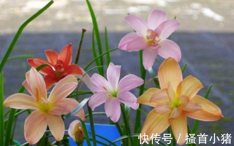 仙人掌|3种花是“大美女”,开花勤爱爆盆,美不胜收,一年四季都赏花