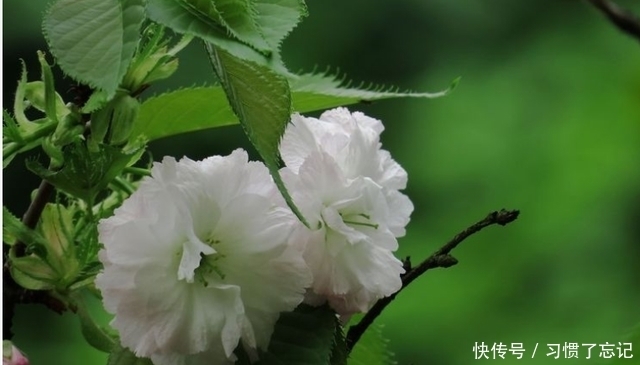 03年4月日是什么星座 03年4月日是什么星座