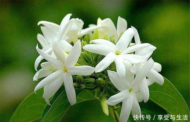 春天养茉莉,下狠手剃光头,1年开5次,次次爆盆香气浓!