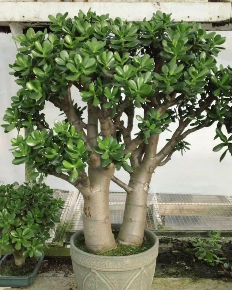 玉树修剪“3个重点”,养成百年大老树,全靠这一剪,越剪越值钱