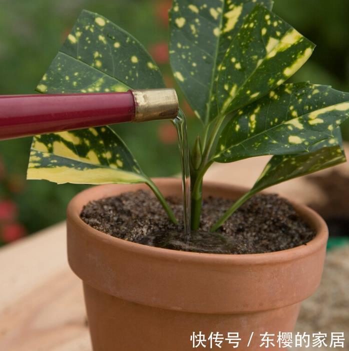 根系|花草换盆旺季来临，学会“三看三观察”，换盆就是小菜一碟