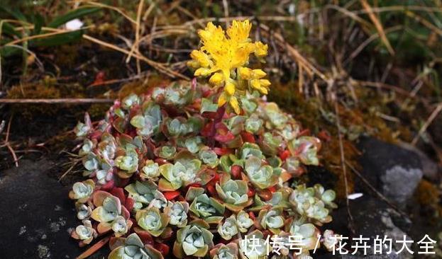 难怪你家多肉长不好,这些多肉,越晒太阳长得越不好